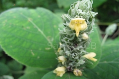 Gomphostemma heyneanum